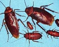 cockroach.jpg