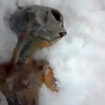 alien-encontrado-siberia
