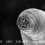 devil-worm-nematode-found-in-mine