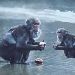 mmm -macacos