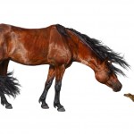 Equus vs. Sifrhippus, de Danielle Byerley (Florida Museum of Natural History). A foto pode ser algo enganadora porque dá a ideia de que os cavalos actuais se transformaram nessa espécie anã.