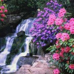 Primavera-colorida