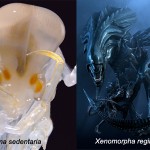 queen amphipod