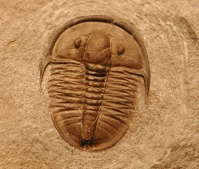 trilobite