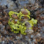Pleopsidium_chlorophanum_simul_Marte_DLR