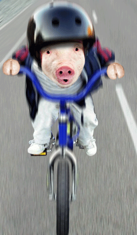 biker pig