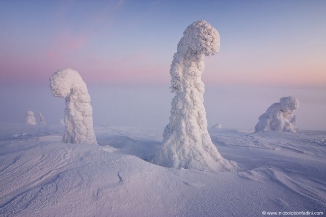 snowtrees_bonfadini