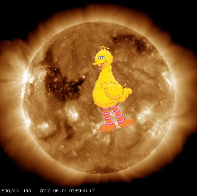bird-bird-sun-nasa-sdo