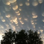 mammatus