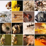 natureza