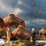 Visão artística dos camelos que viviam perto do Pólo Norte há 3,5 milhões de anos. Crédito: Julius T. Csotonyi