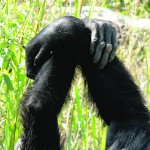 Os chimpanzés ajudam o próximo quando dependem dele para atingir um objectivo. Crédito da imagem: Mark Bodamer