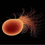 Pyrococcus furiosus