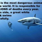 white shark