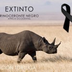 rinoceronte